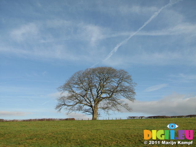SX17180 Tree with blue sky